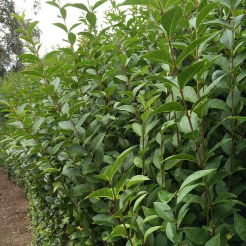 Privet Bareroot Hedge Ligustrum ovalifolium 40-60cm | ScotPlants Direct
